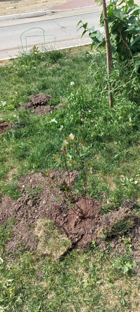 Изображение WhatsApp 2025-06-10 в 08.26.34_7a28fe09.jpg